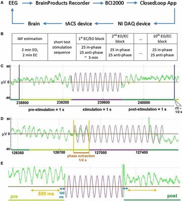 Transient Amplitude Modulation of Alpha-Band Oscillations by Short-Time Intermittent Closed-Loop tACS